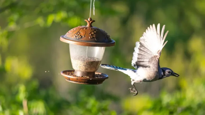 Bird Feeder Camera