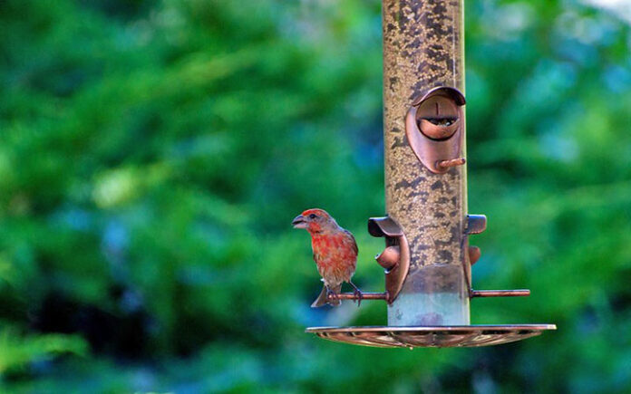 Bird Feeders